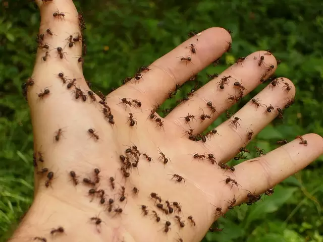 ants on a guys hand